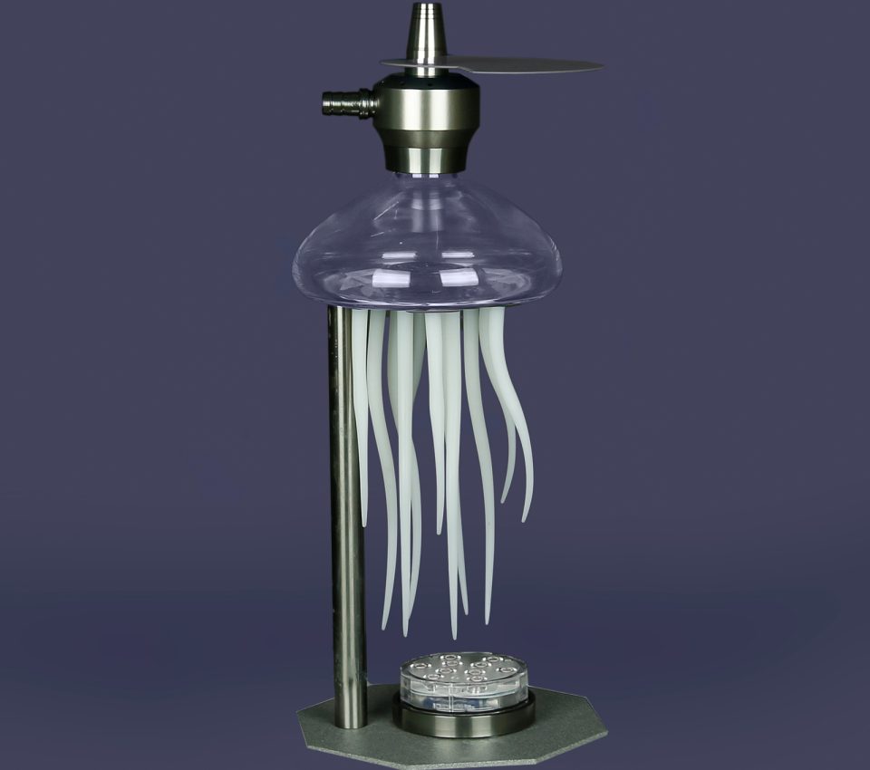 247-jellyfish